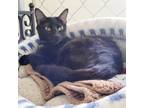 Adopt Gopuff a All Black Domestic Shorthair / Mixed cat in East Smithfield
