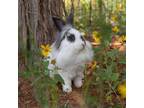 Adopt Mercury a Lionhead / Mixed rabbit in Kanab, UT (31520297)
