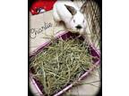 Adopt Charlie a Californian / Mixed (short coat) rabbit in Villa Park