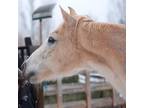 Adopt Quinn a Arabian / Mixed horse in Kanab, UT (35363231)