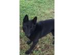 Adopt Bailey a German Shepherd Dog