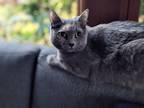 Adopt Miss Molly a Gray, Blue or Silver Tabby Domestic Shorthair (short coat)