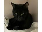 Adopt Xanadu a All Black Domestic Shorthair (short coat) cat in Pottsville