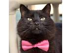 Adopt BEAR a All Black Domestic Mediumhair / Mixed cat in Kyle, TX (37737834)