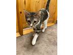 Adopt Lighter a Brown Tabby Domestic Shorthair (short coat) cat in Sheridan