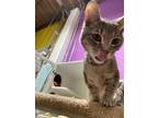 Adopt Smokey a Gray, Blue or Silver Tabby Domestic Shorthair (short coat) cat in