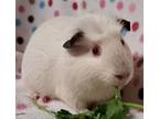 Adopt Henifer a Cream Guinea Pig (short coat) small animal in Highland