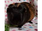 Adopt Henrietta a Black Guinea Pig (short coat) small animal in Highland