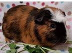 Adopt Henny Penny a Sable Guinea Pig (short coat) small animal in Highland