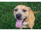 Adopt Strider a Tan/Yellow/Fawn Retriever (Unknown Type) / Mixed dog in Baton
