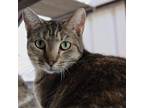 Adopt Felicia-Working Cats a Gray or Blue Domestic Shorthair / Mixed cat in