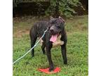Adopt Ortland a Brindle Pit Bull Terrier / Mixed dog in Millersville