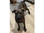 Adopt Kelce a Brindle Mixed Breed (Medium) / Mixed dog in Millersville