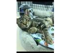 Adopt TITANIUM! a Brown Tabby Domestic Shorthair (short coat) cat in Owenboro