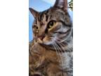 Adopt Toby a Brown Tabby Domestic Shorthair (short coat) cat in West Orange