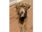 Adopt Remus a Brown/Chocolate - with White Mixed Breed (Medium) / Mixed dog in