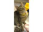 Adopt CHROMIUM! a Brown Tabby Domestic Shorthair (short coat) cat in Owenboro