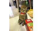 Adopt TUNGSTEN! a Brown Tabby Domestic Shorthair (short coat) cat in Owenboro