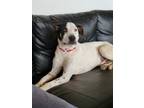 Adopt Scrappy Doo a White - with Black Pointer / Mixed dog in San Diego