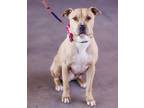 Adopt Scooby a Tan/Yellow/Fawn - with White Pit Bull Terrier dog in Oklahoma