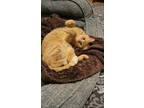 Adopt Clementine a Orange or Red Tabby Domestic Mediumhair (medium coat) cat in