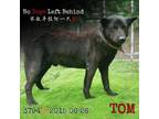 Adopt Tom 3794 a Black Labrador Retriever / Mixed Breed (Large) / Mixed dog in