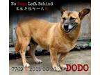 Adopt Dodo 7769 a Tan/Yellow/Fawn Welsh Corgi / Beagle / Mixed dog in Brooklyn