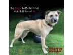 Adopt Chip 7718 a Tan/Yellow/Fawn Mixed Breed (Medium) / Mixed dog in Brooklyn
