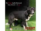 Adopt Jerry 7711 a Black Border Collie / Mixed Breed (Medium) / Mixed dog in