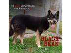 Adopt Black Bean 7770 a Black Border Collie / Husky / Mixed dog in Brooklyn