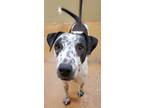 Adopt Calvin a White Dalmatian / Pointer / Mixed dog in Fort Worth