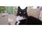 Adopt Joyce a Domestic Longhair / Mixed (long coat) cat in Ocala, FL (37741701)