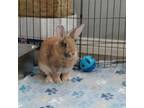 Adopt Bun Bun a Other/Unknown / Mixed rabbit in Shelley, ID (37556874)