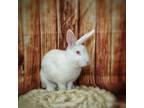 Adopt TicTac a Other/Unknown / Mixed rabbit in N Las Vegas, NV (37556876)