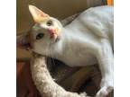 Adopt Icebox a Calico or Dilute Calico Domestic Shorthair (short coat) cat in