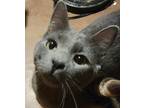 Adopt BAILEY a Russian Blue (short coat) cat in Calimesa, CA (37557165)