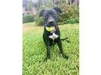 Adopt Eddie a Black Labrador Retriever / Mixed dog in Cape Coral, FL (37557294)