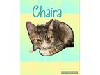 Adopt Chaira a Tiger Striped Domestic Shorthair (short coat) cat in Walla Walla