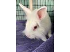 Adopt DAHLIA a Albino or Red-Eyed White Lionhead / Mixed (long coat) rabbit in