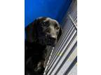 Adopt Dash a Black Labrador Retriever dog in Whiteville, NC (37558724)