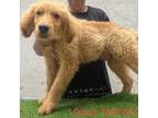 Adopt Oliver 7642 a Tan/Yellow/Fawn Golden Retriever / Mixed dog in Brooklyn