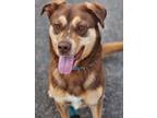 Adopt Keaton a Brown/Chocolate - with Tan Husky / Labrador Retriever / Mixed dog