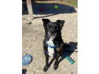 Adopt Licorice a Black - with White Labrador Retriever / Collie / Mixed dog in