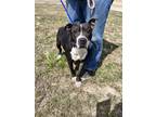 Adopt Raina a Black American Pit Bull Terrier / Mixed dog in Matteson