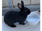 Adopt MATCHA a Black Dwarf / Mixed (medium coat) rabbit in San Clemente