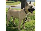 Adopt Rocco a Tan/Yellow/Fawn - with Black Carolina Dog / Mixed dog in