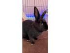 Adopt Teddy a Black Other/Unknown / Mixed (short coat) rabbit in Brick
