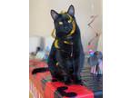 Adopt Orleans a All Black Domestic Shorthair (short coat) cat in Temecula