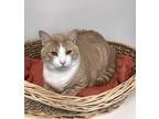 Adopt Greg a Orange or Red Tabby Domestic Shorthair (short coat) cat in Monroe