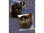 Adopt Tyler a All Black Domestic Shorthair (short coat) cat in Walla Walla